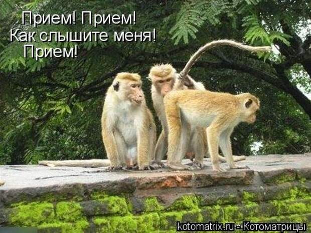 Воскресная котоматрица (16 шт)