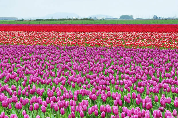 tulips23 tulips23 Самые яркие тюльпаны со всего света
