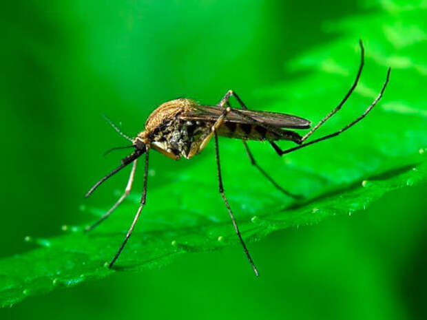 3. Комары бывают разных размеров, вплоть до 12.5 мм. Ископаемые комары достигали 5 сантиметров в длину!  животные, интересно знать, факты