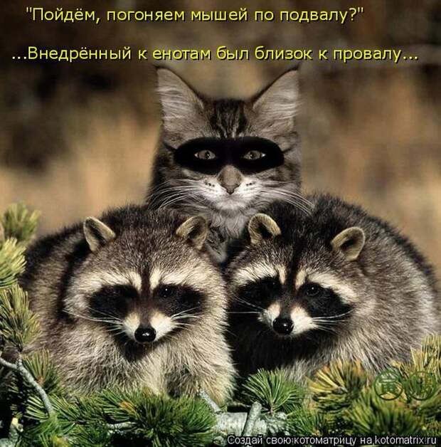 Лучшие котоматрицы недели (50 фото)