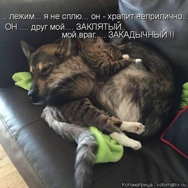 Лучшие котоматрицы недели (50 фото)