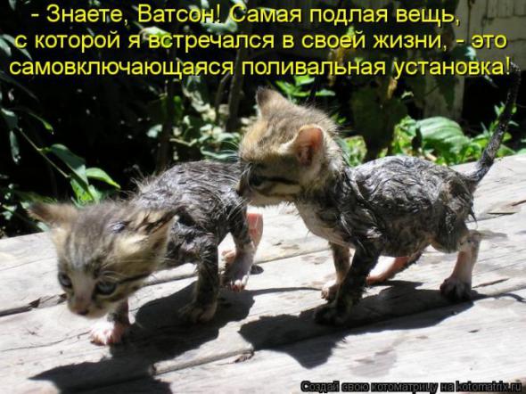 Котоматрицы (картинки с надписями)