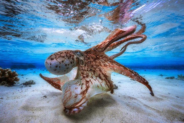 Самые впечатляющие работы конкурса подводной фотографии Underwater Photographer of the Year 2017 Underwater Photographer of the Year, животные, под водой, фото