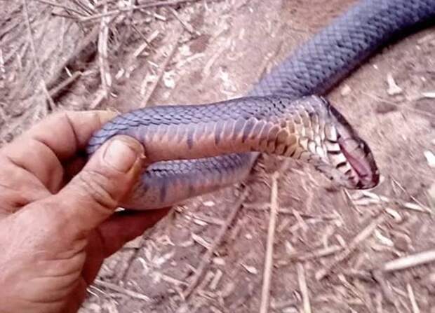 Эта змея искусно притворяется мертвой, чтобы выжить