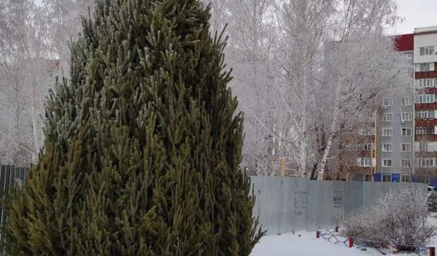 В Оренбурге приступили к установке новогодних ёлок