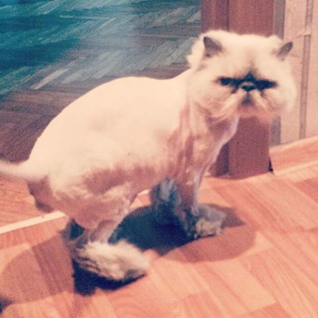 3.  животные, кошка, прическа