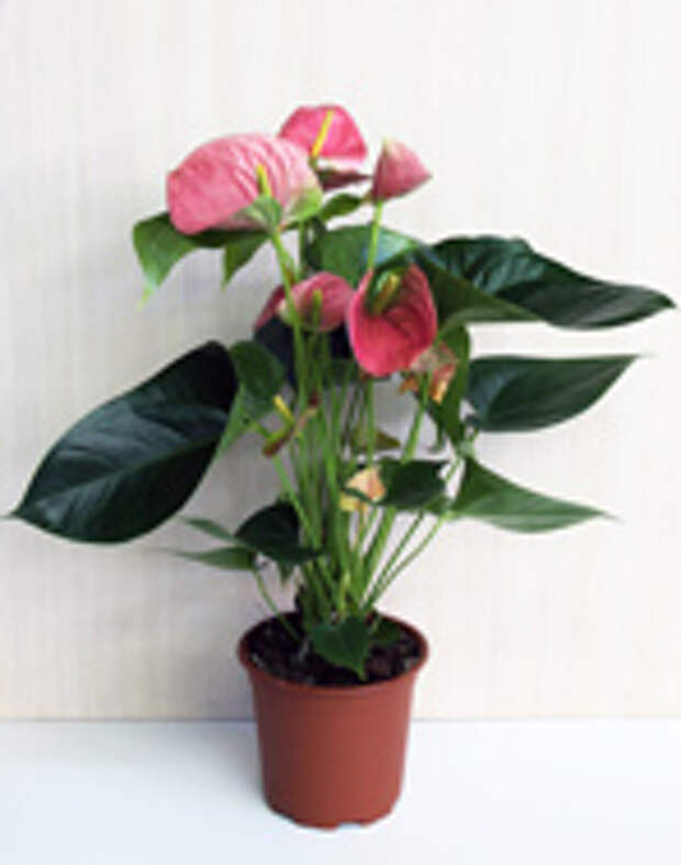 anthurium-d17-70-12-s