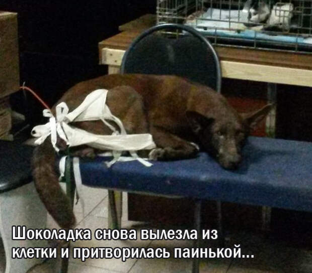10 собак и кошек съели 56. 10 собак и кошек съели 56 котлет. десять собак и кошек съели 56 котлет каждой собаке досталось по 6.