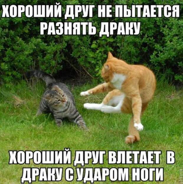Новые прикольные фотомемы (20 шт)