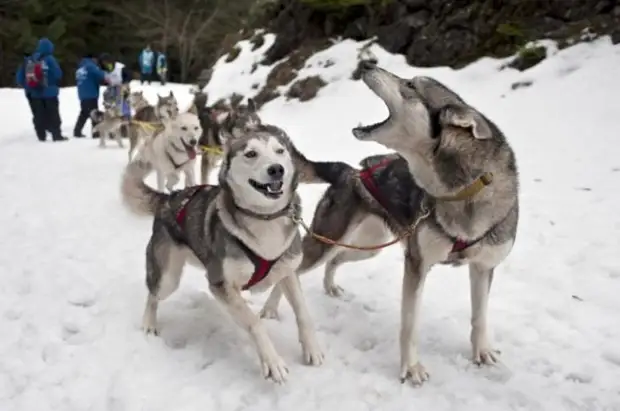 Plemeno husky (34 fotografií)