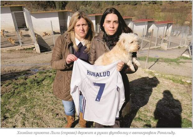 Простой жест щедрости: Как Криштиану Рональду помог выжить 80 собакам Криштиану Рональду, помог выжить 80 собакам