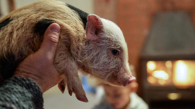Ярославское антикафе уличили в использовании сверхурочного труда мини-пигов