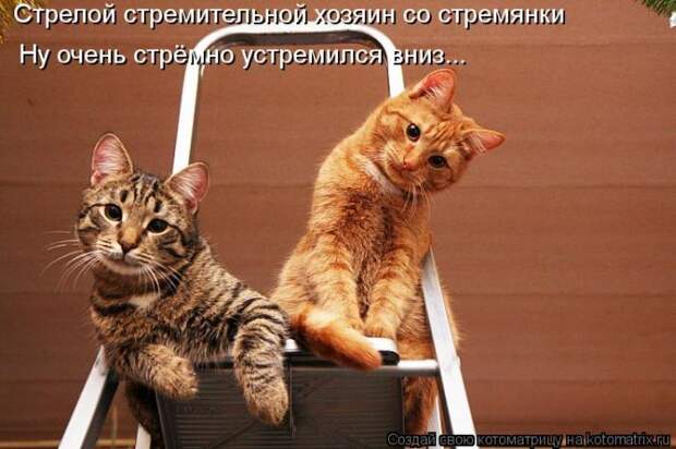 Лучшие котоматрицы недели Лучшие котоматрицы недели