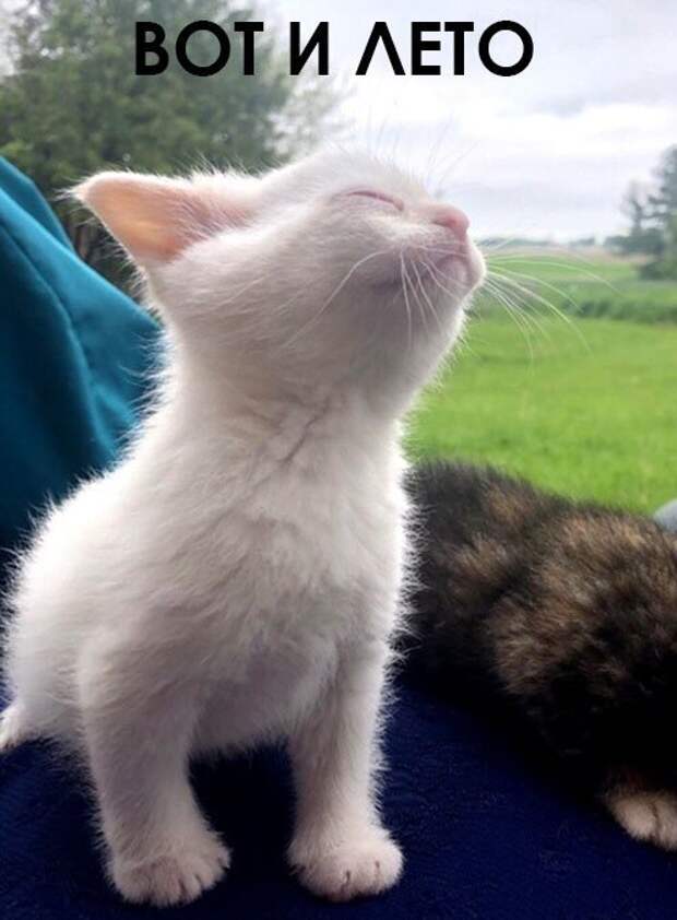 Котопост животные, коты, прикол, юмор