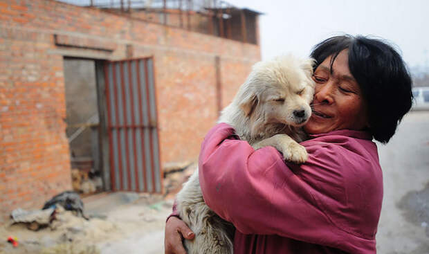 Приюту помогают волонтеры, существует он в основном на добровольные пожертвования китай, собаки, спасение животных