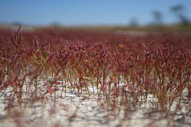 Уникальная красная трава на Кинбурнской косе