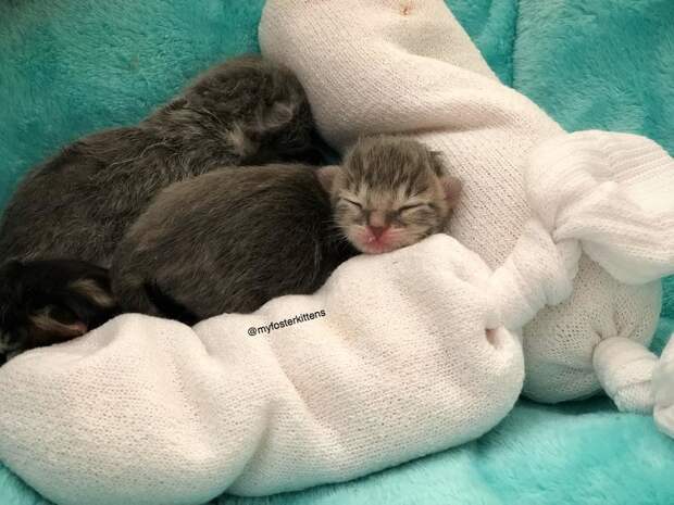 Без кота и жизнь не та