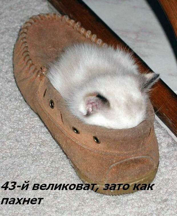 Жизнь кошачья :) (39 фото)