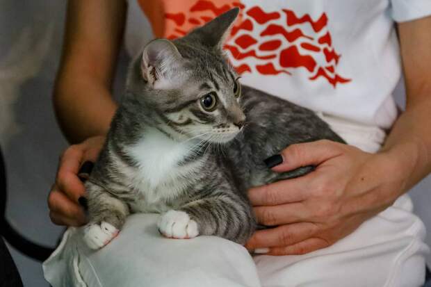 Ветеринар предупредила об опасных продуктах для питомцев