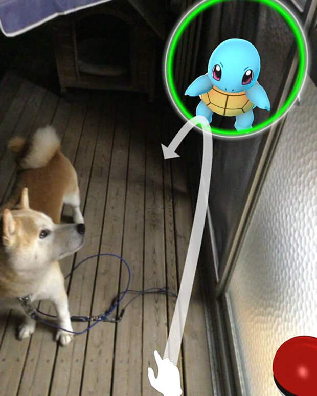 pets-can-see-pokemon-go-japan-10-57961c488c1f5__605