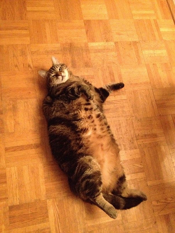 Без кота и жизнь не та