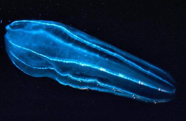 Удивительное рядом: светящийся планктон