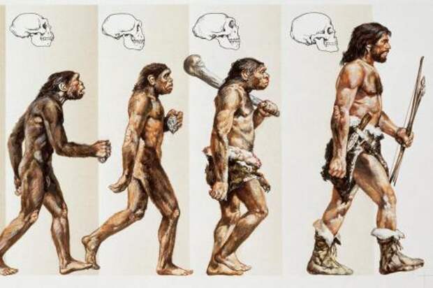 Современный и древний человек. Эволюция человека: этапы развития. Происхождение от первых предков
