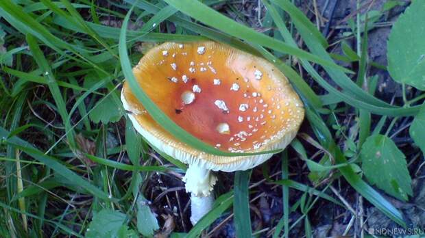 Россиян задержали в Таиланде за торговлю галлюциногенными грибами