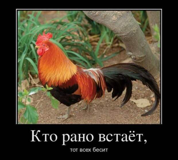 Веселые и прикольные демотиваторы для хорошего настроения (11 фото)