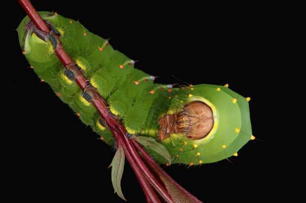 Гусеницы: какие они вблизи гусеницы, макросъёмка, насекомые