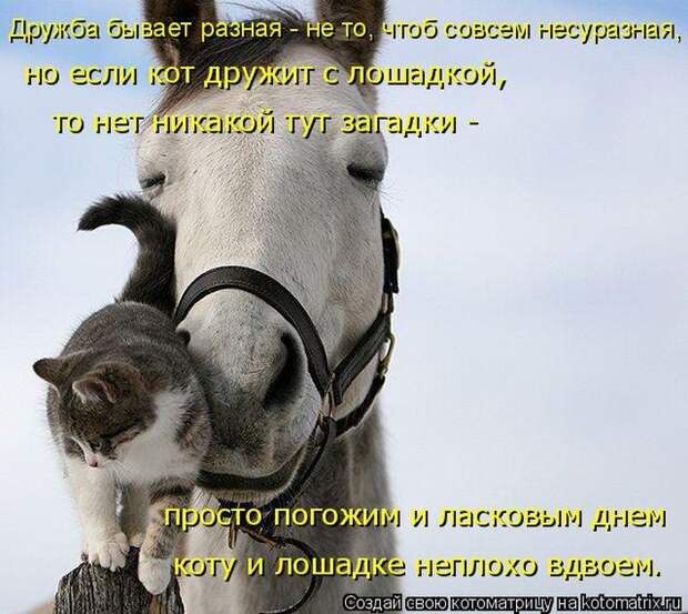 Лучшие котоматрицы недели (50 фото)