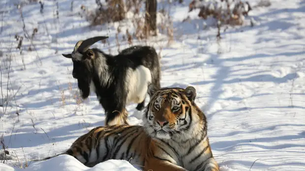 «Для нас это было большим удивлением»: директор сафари-парка — о судьбе тигра Амура и козла Тимура шесть лет спустя