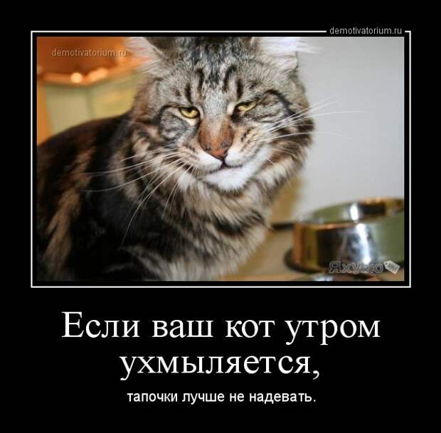Смешные фото приколы и мемы с котами и не только :) видео, гифки, животные, коты, прикол, юмор