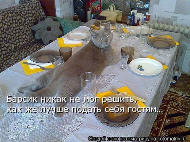Лучшие котоматрицы недели Лучшие котоматрицы недели