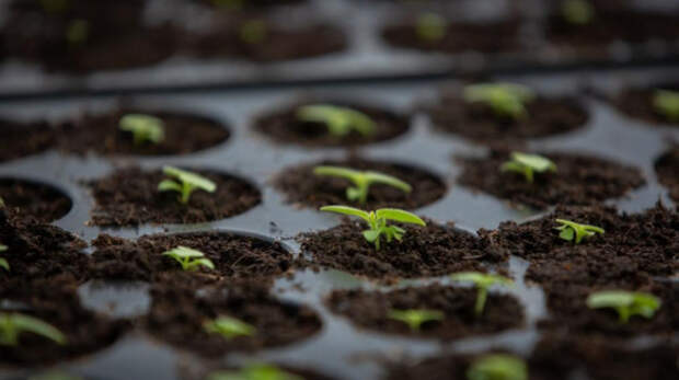 Крымские ученые клонируют растения для фермеров