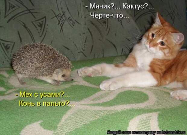 Котоматрицы(картинки с надписями)