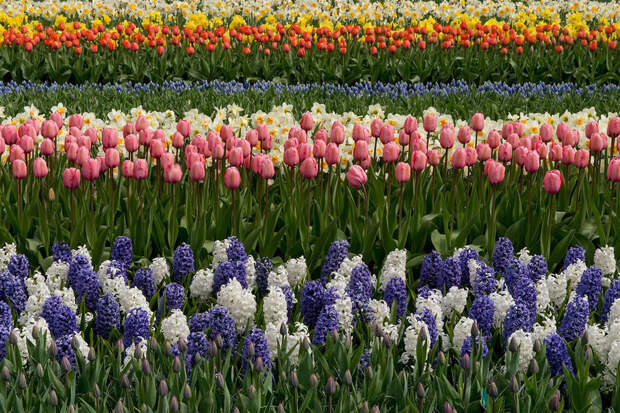 tulips12 Самые яркие тюльпаны со всего света