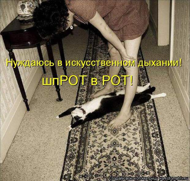 котоматрица прикол (700x669, 121Kb)
