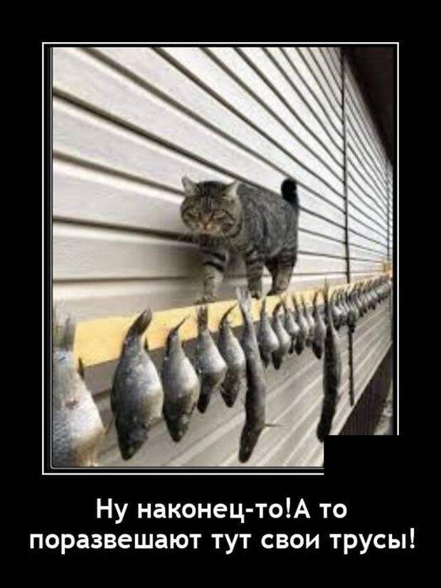 demotivatory-demotivator-smeshnye-demotivatory-demotivator-so-smyslom