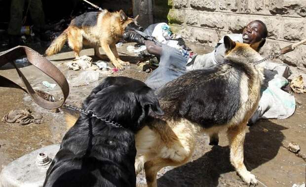 Полицейские собачки поймали вора. Обворовывал дома этнических сомалийцев в Истли, районе Найроби, столицы Кении. Ноябрь 2012. животные, люди