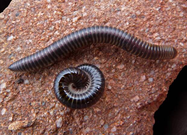 Черный червь: виды, среда обитания и описание с фото