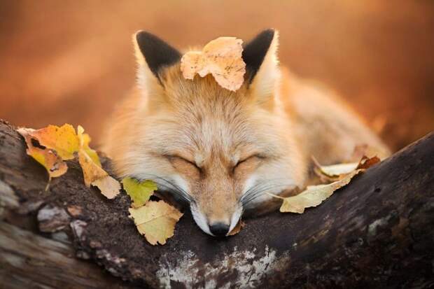 Знакомьтесь с фреей – очаровательной лисой из польши животные, лисица