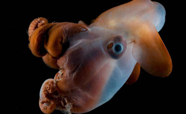 Гримпотевис Существование гримпотевиса открылось совсем недавно. Осьминоги живут на очень большой глубине и довольно редко встречаются людям.
