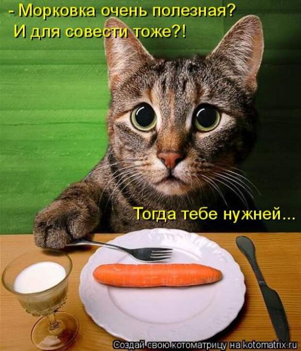 Котоматрица новая и прикольная (37 фото)
