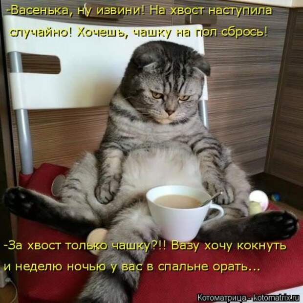 Свежая котоматрица для всех (16 фото)