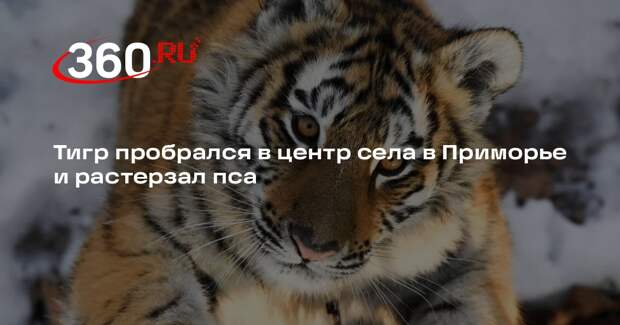 Тигр пробрался в центр Барабаша в Приморье, утащил с цепи пса и растерзал его