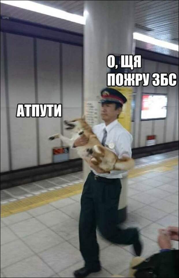 Прикольные картинки картинки из сети, прикол, юмор