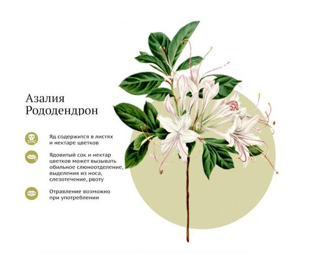 Самые ядовитые комнатные растения