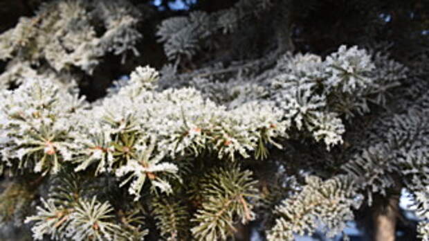 Мороз /Фото: Константин Причиненко, amic.ru  