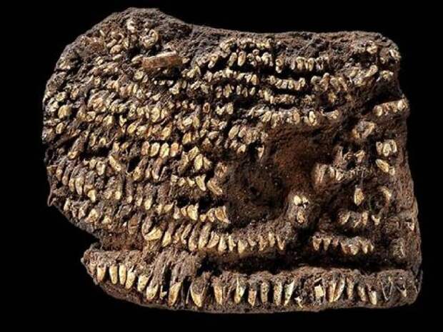 Кошелек 4500 лет Кожаная сумка, украшенная собачьими клыками, была найдена в могиле древнегерманского воина. Археологи датировали кошелек примерно бронзовым веком — ориентировочно тогда украшение предметов обихода вошло в моду.